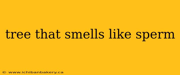 tree that smells like sperm