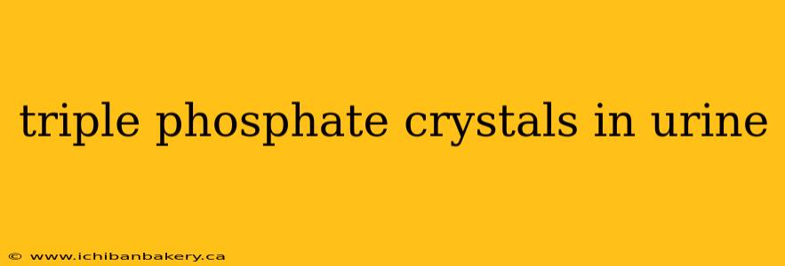 triple phosphate crystals in urine