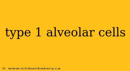 type 1 alveolar cells