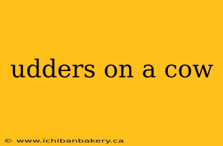 udders on a cow