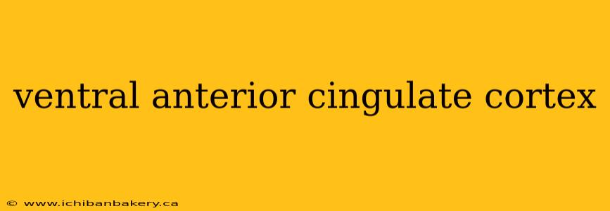 ventral anterior cingulate cortex