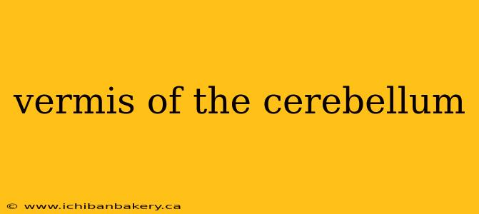vermis of the cerebellum