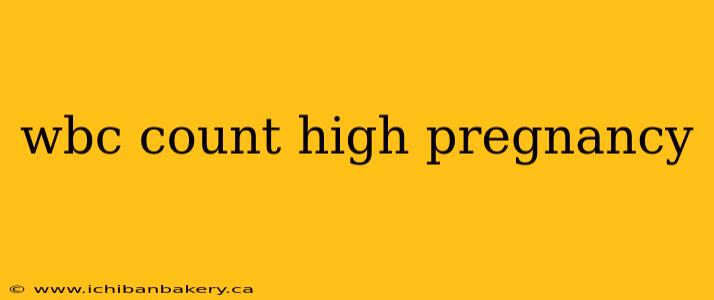 wbc count high pregnancy