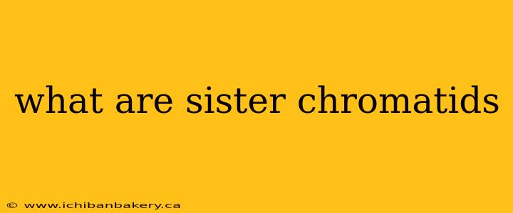 what are sister chromatids