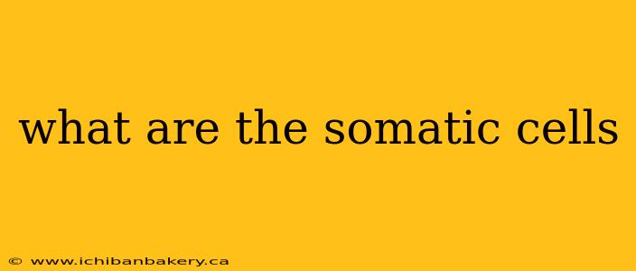 what are the somatic cells