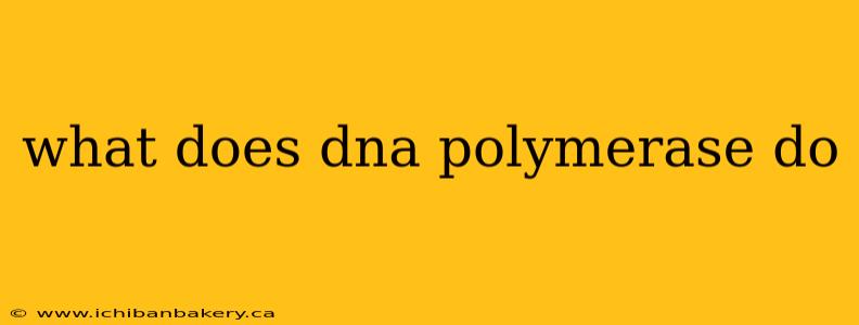 what does dna polymerase do