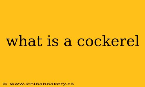 what is a cockerel
