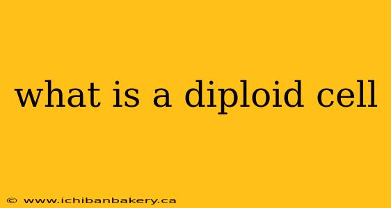 what is a diploid cell