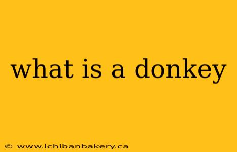 what is a donkey