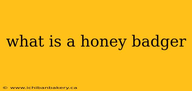 what is a honey badger