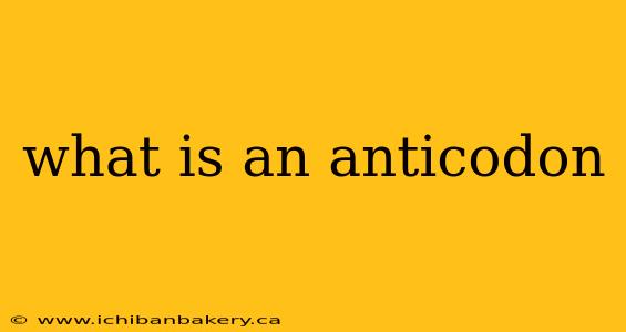 what is an anticodon