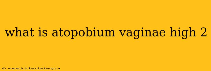 what is atopobium vaginae high 2