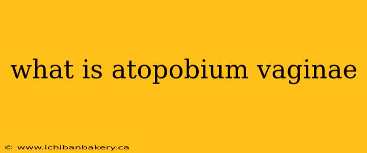 what is atopobium vaginae