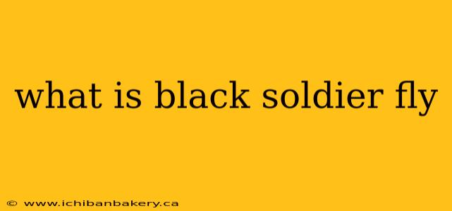 what is black soldier fly