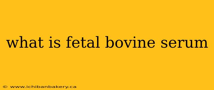 what is fetal bovine serum