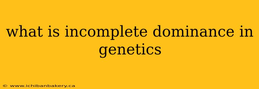 what is incomplete dominance in genetics