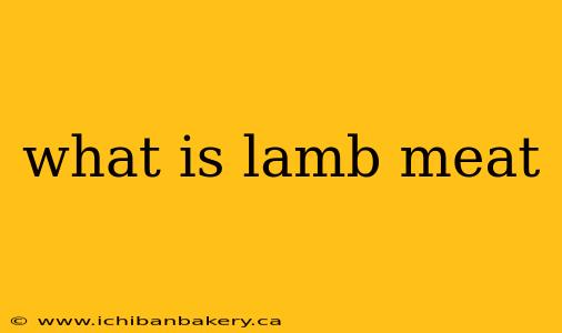 what is lamb meat