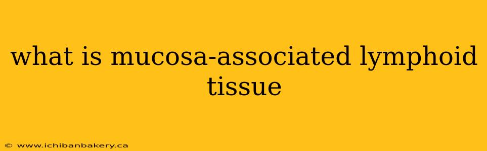 what is mucosa-associated lymphoid tissue