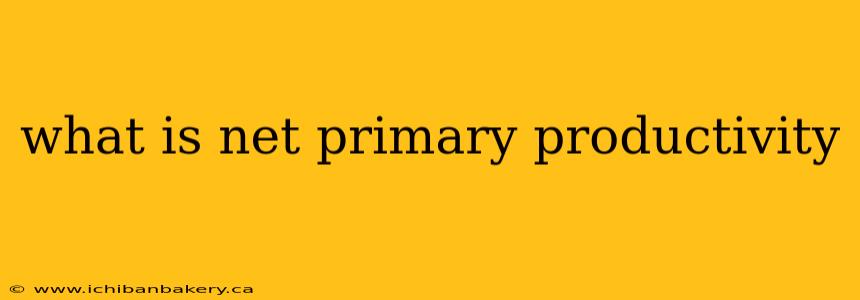 what is net primary productivity