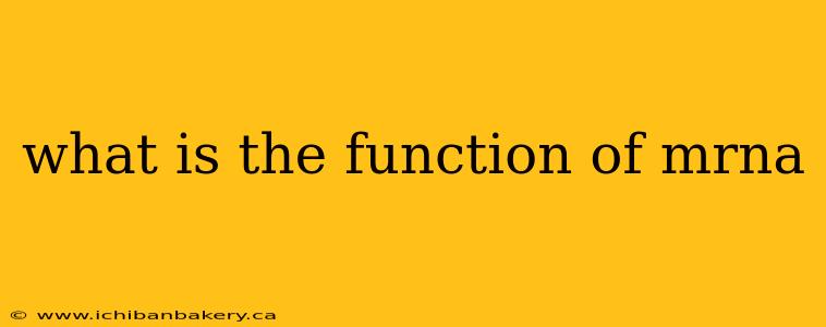 what is the function of mrna