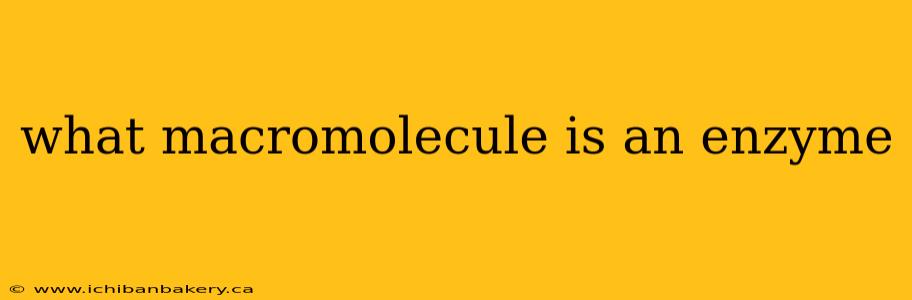 what macromolecule is an enzyme
