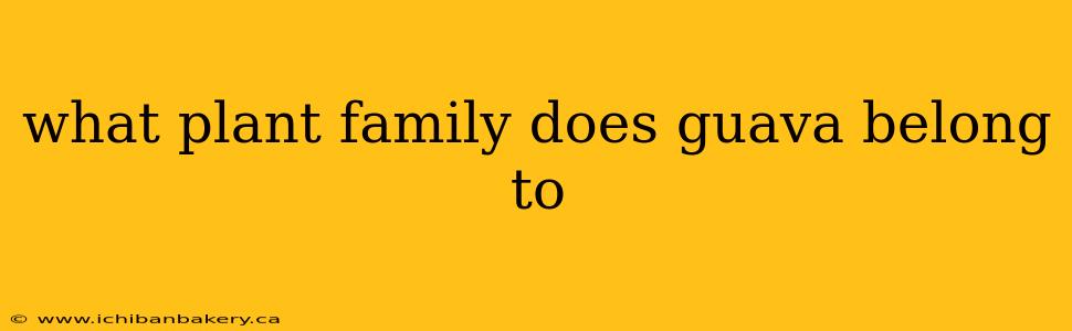 what plant family does guava belong to