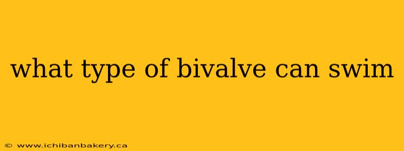what type of bivalve can swim
