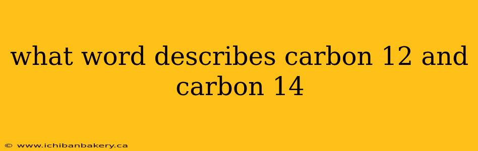 what word describes carbon 12 and carbon 14