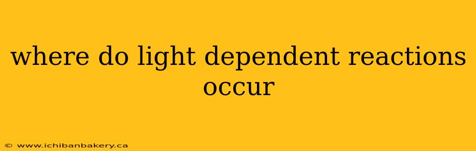 where do light dependent reactions occur