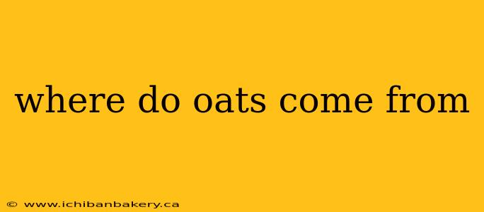 where do oats come from