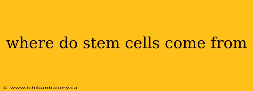 where do stem cells come from
