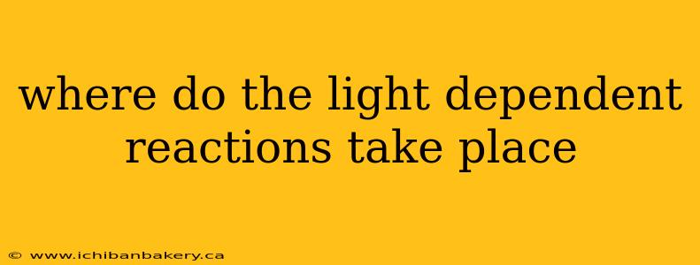 where do the light dependent reactions take place