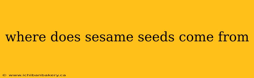 where does sesame seeds come from