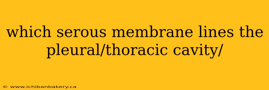 which serous membrane lines the pleural/thoracic cavity/
