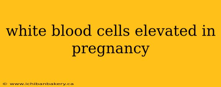 white blood cells elevated in pregnancy