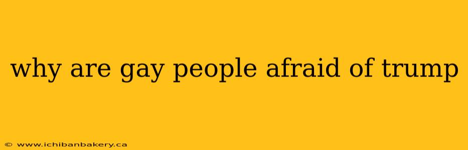 why are gay people afraid of trump