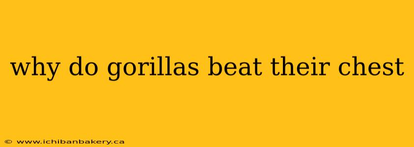 why do gorillas beat their chest