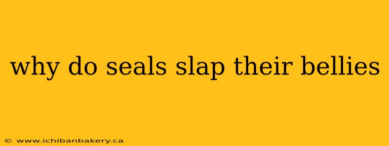 why do seals slap their bellies