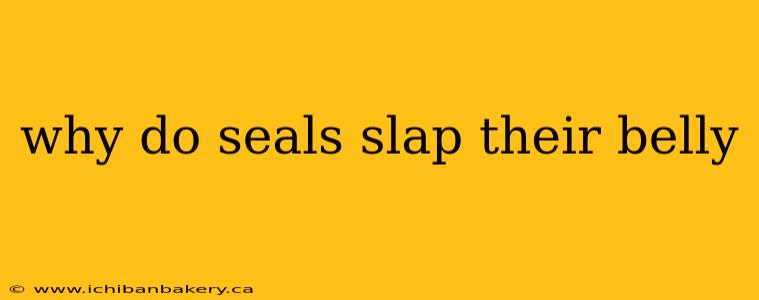 why do seals slap their belly