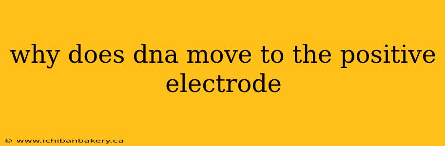 why does dna move to the positive electrode