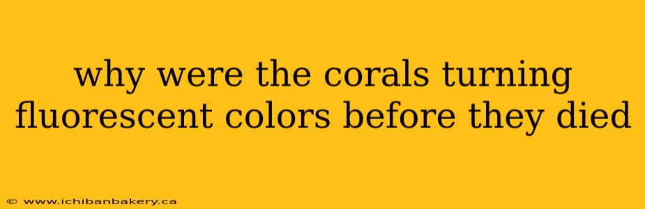 why were the corals turning fluorescent colors before they died