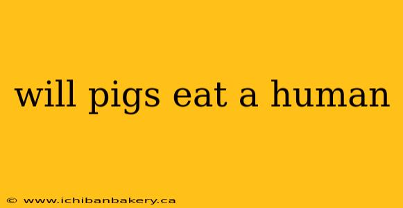 will pigs eat a human